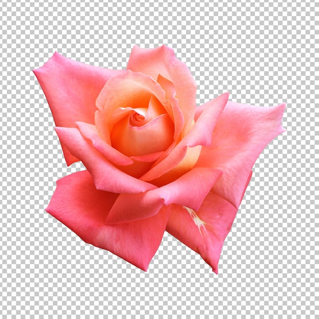 PSD representación aislada de la flor color de rosa anaranjado