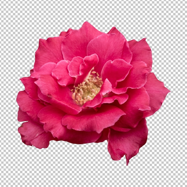 PSD representación aislada de la flor color de rosa granate