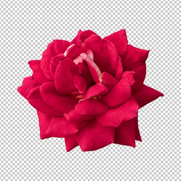 Representación aislada de la flor color de rosa granate