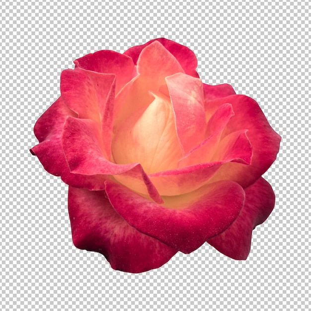 PSD representación aislada de la flor color de rosa granate