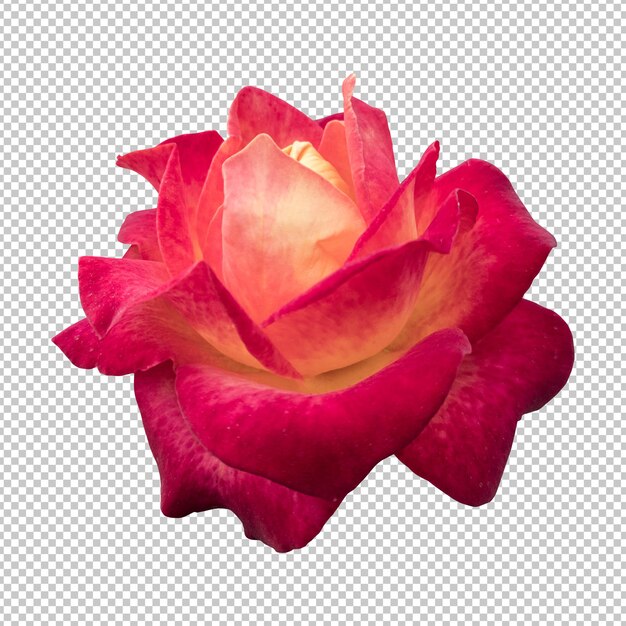 PSD representación aislada de la flor color de rosa granate