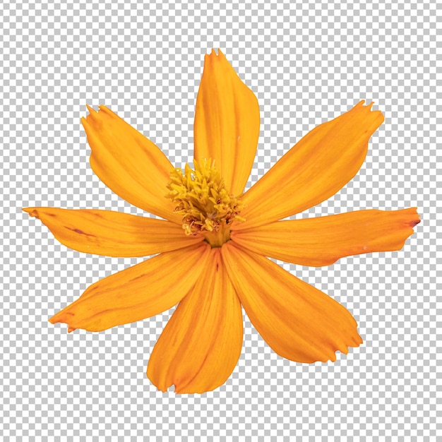 PSD representación aislada de la flor del cosmos naranja