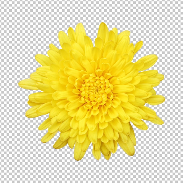 Representación aislada de flor de crisantemo amarillo