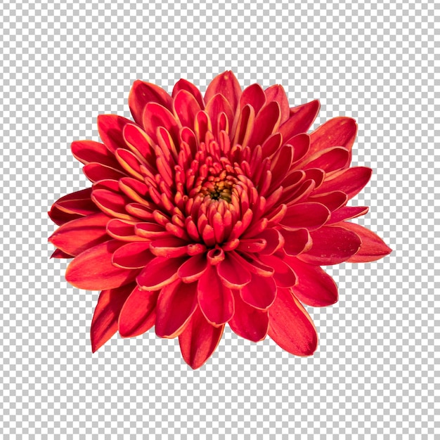 Representación aislada de la flor del crisantemo marrón