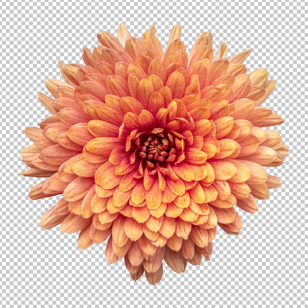 Representación aislada de la flor del crisantemo naranja