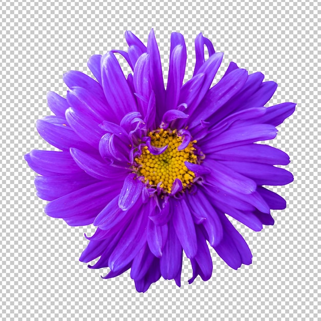 Representación aislada de la flor del crisantemo púrpura
