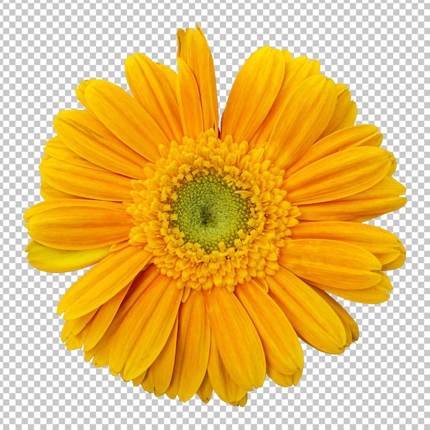 Representación aislada de flor de gerbera amarilla