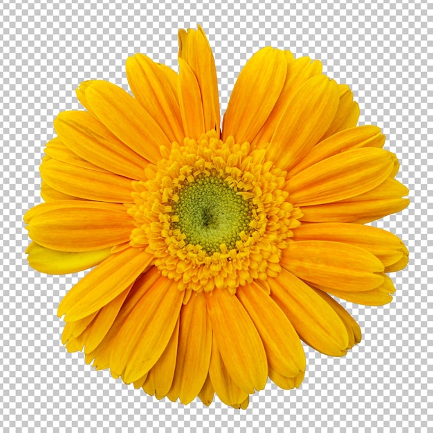 PSD representación aislada de flor de gerbera amarilla