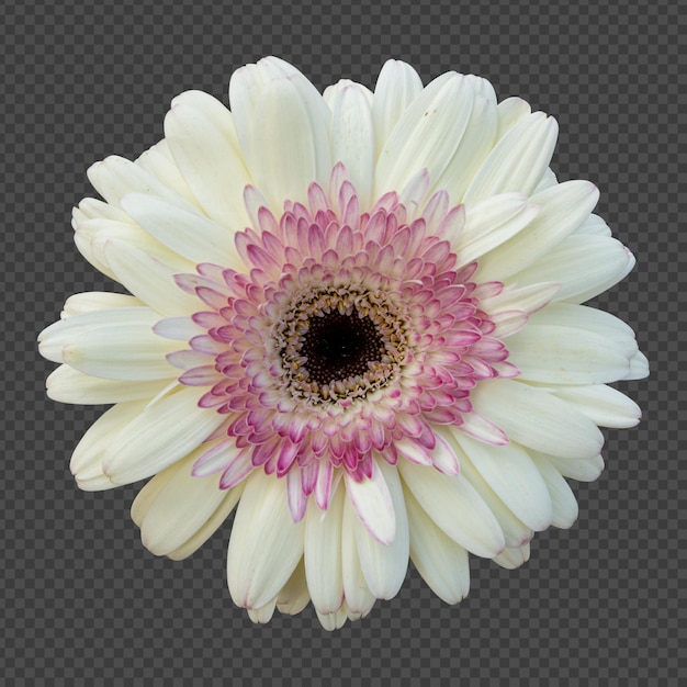 Representación aislada de flor de gerbera blanca