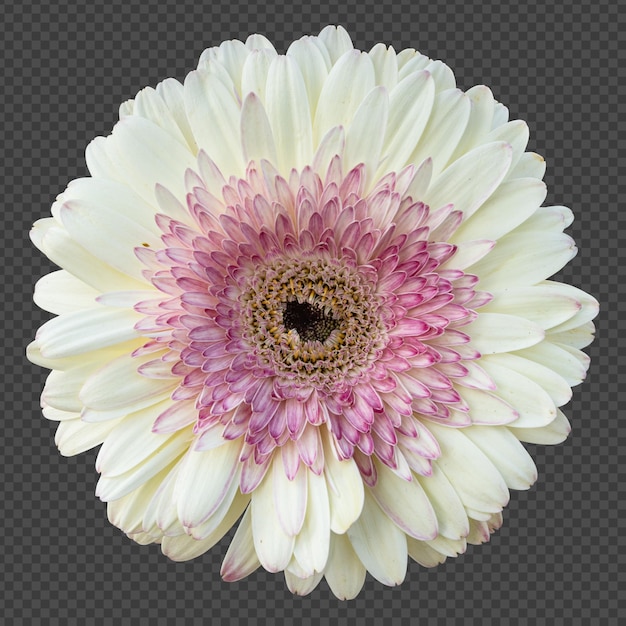 PSD representación aislada de flor de gerbera blanca