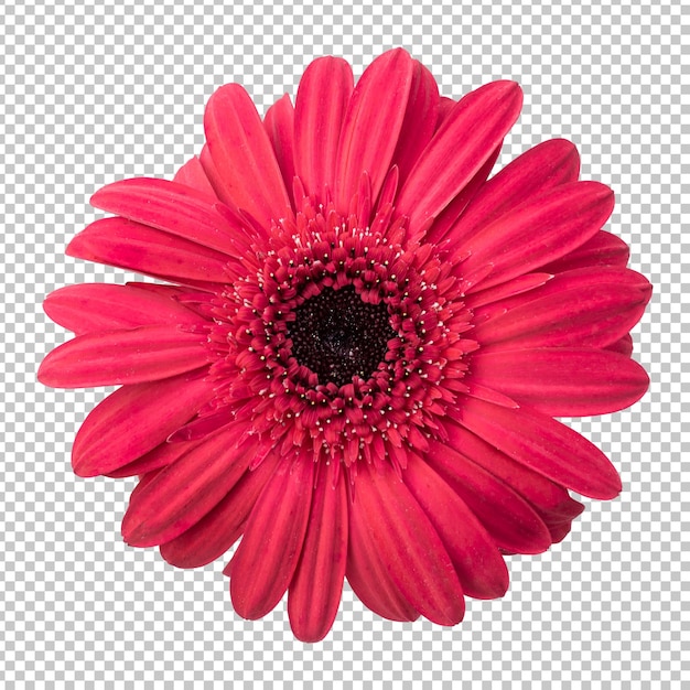 Representación aislada de flor de gerbera granate