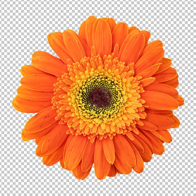 PSD representación aislada de flor de gerbera naranja