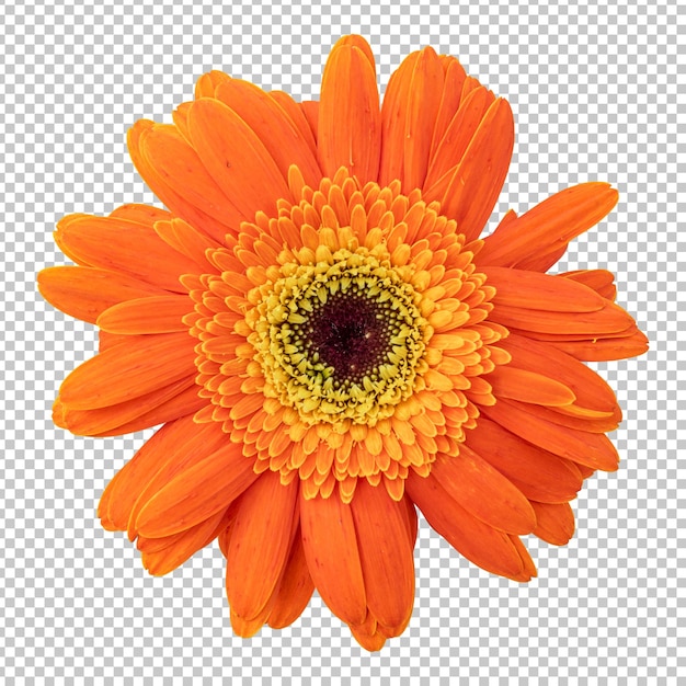 Representación aislada de flor de gerbera naranja
