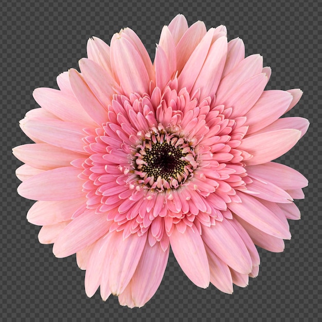 Representación aislada de flor de gerbera rosa