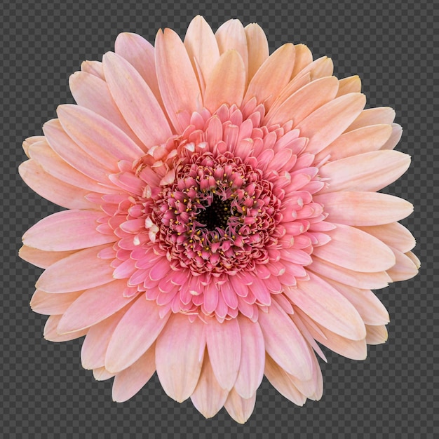 Representación aislada de flor de gerbera rosa