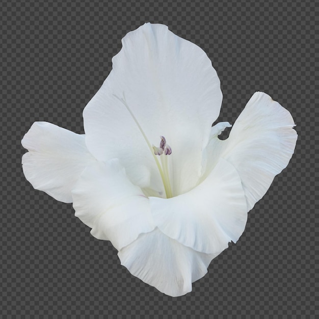 PSD representación aislada de flor de gladiolo blanco