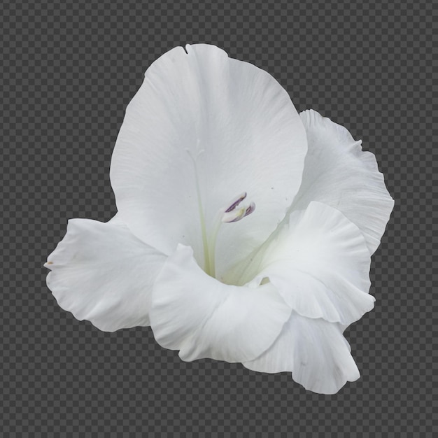 PSD representación aislada de flor de gladiolo blanco