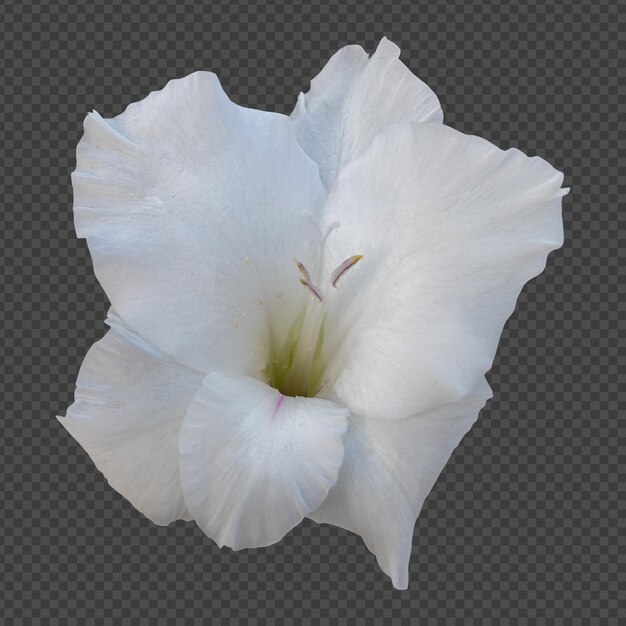 PSD representación aislada de flor de gladiolo blanco