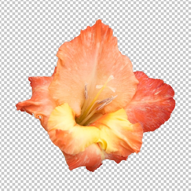 Representación aislada de flor de gladiolo naranja