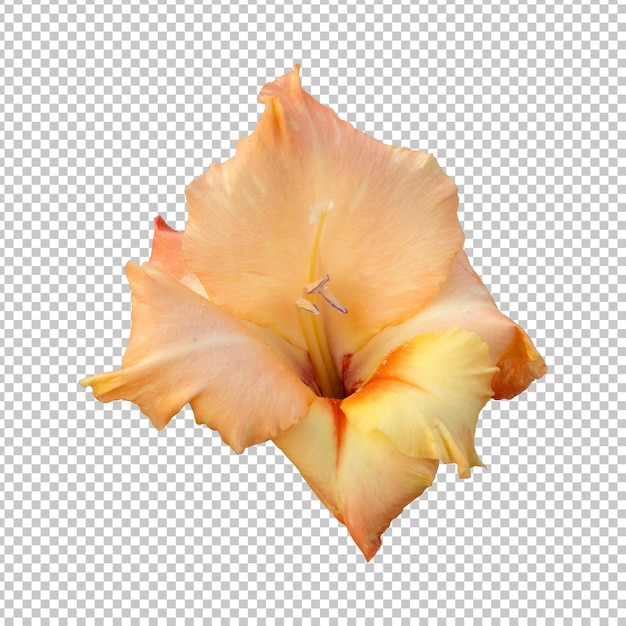 Representación aislada de flor de gladiolo naranja