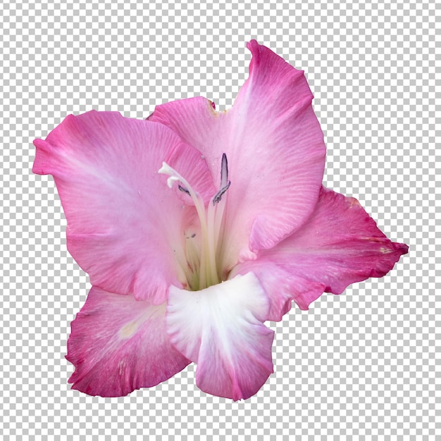 PSD representación aislada de flor de gladiolo rosa