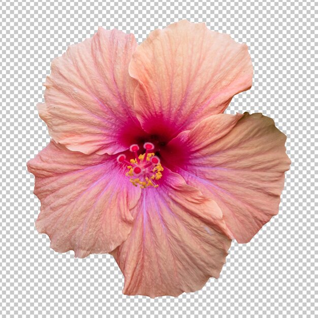 Representación aislada de la flor del hibisco hawaiano