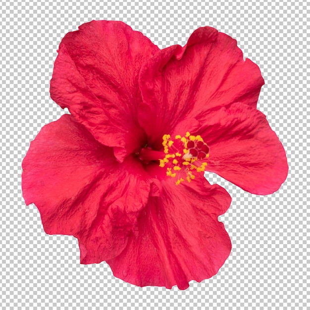 Representación aislada de la flor del hibisco rojo