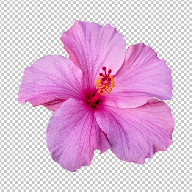Representación aislada de flor de hibisco rosa