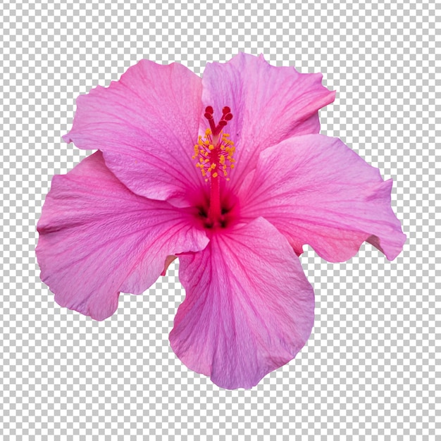 PSD representación aislada de flor de hibisco rosa