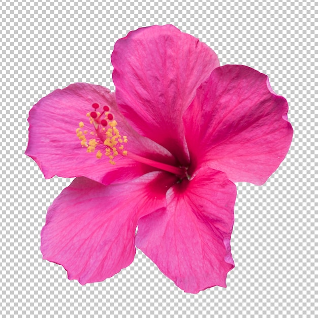 PSD representación aislada de la flor del hibisco rosado
