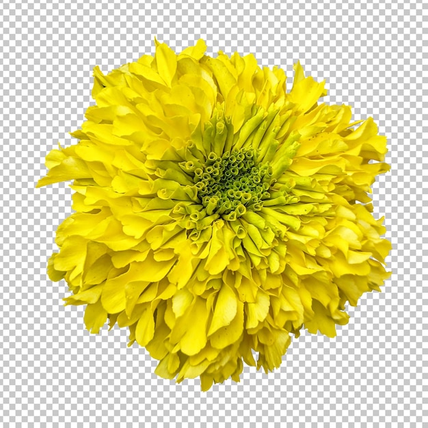 Representación aislada de la flor de la maravilla amarilla