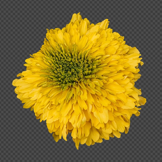 Representación aislada de la flor de la maravilla amarilla
