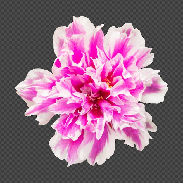 Representación aislada de la flor de portulaca rosada