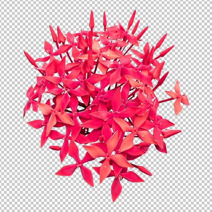 PSD representación aislada de la flor roja de ixora