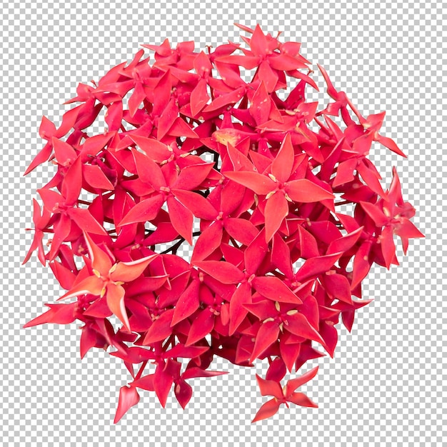 Representación aislada de la flor roja de ixora