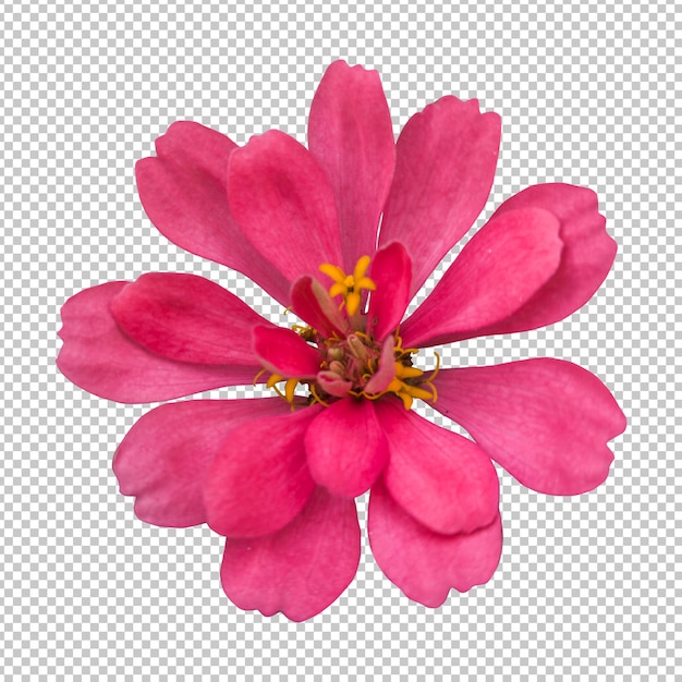 PSD representación aislada de la flor roja del zinnia