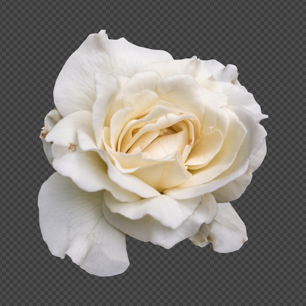 PSD representación aislada de la flor de la rosa blanca