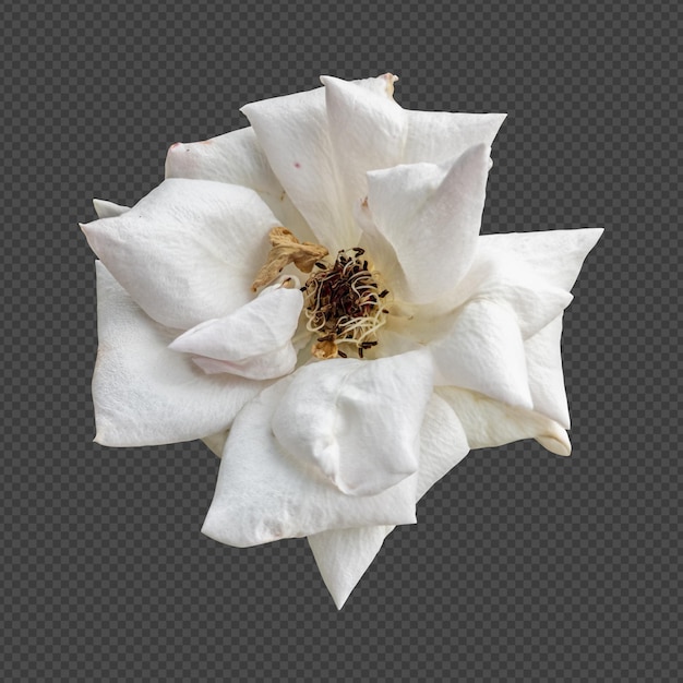 Representación aislada de la flor de la rosa blanca