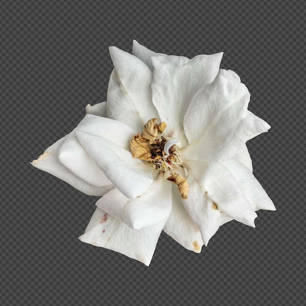 PSD representación aislada de la flor de la rosa blanca