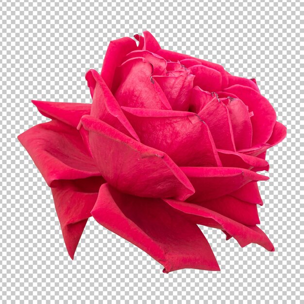 Representación aislada de flor rosa granate