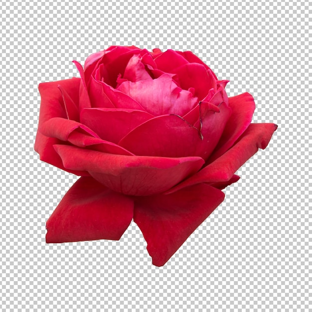 PSD representación aislada de flor rosa granate