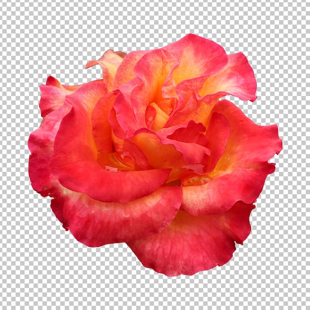 Representación aislada de la flor rosa roja