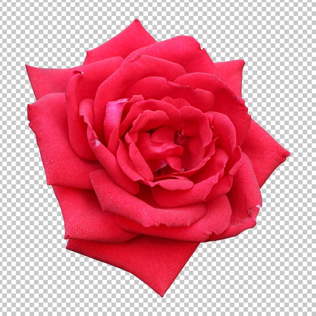 PSD representación aislada de la flor rosa roja