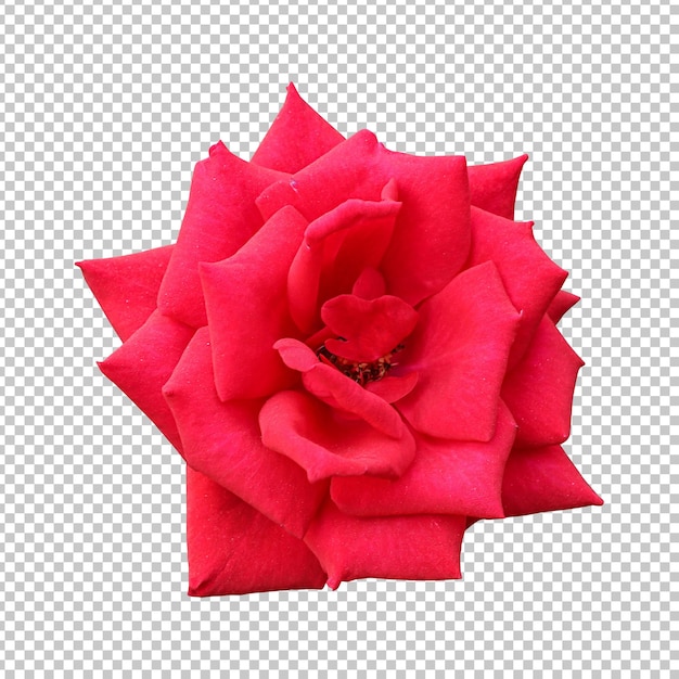 PSD representación aislada de la flor rosa roja