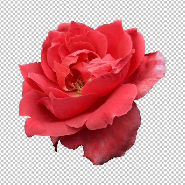 Representación aislada de la flor rosa roja