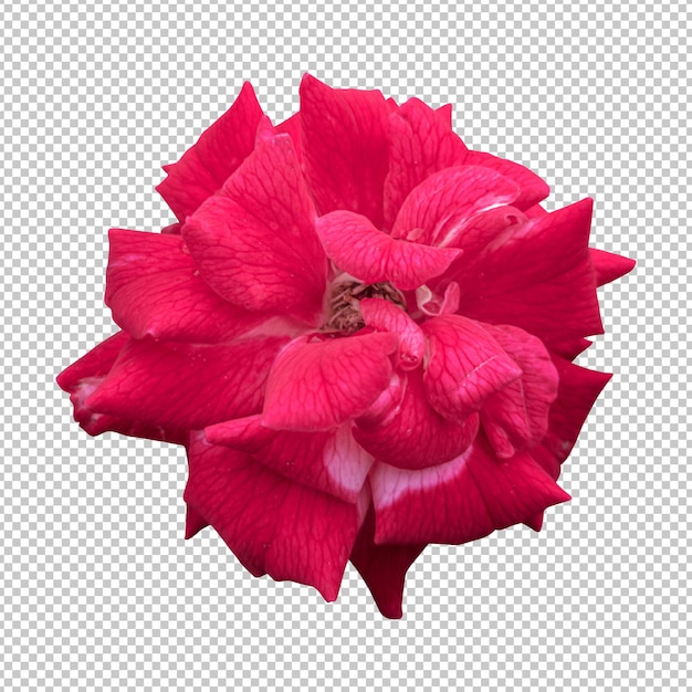 PSD representación aislada de la flor rosa roja