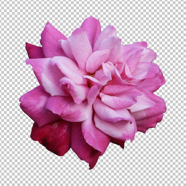 Representación aislada de la flor rosa rosada