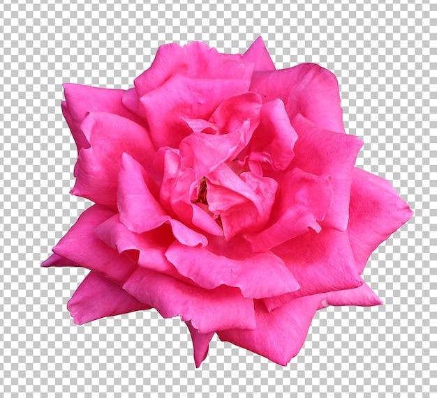 PSD representación aislada de la flor rosa rosada