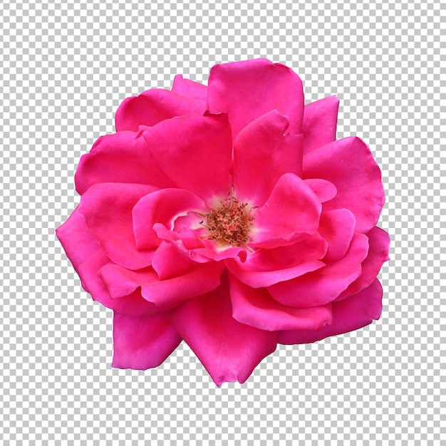 Representación aislada de la flor rosa rosada