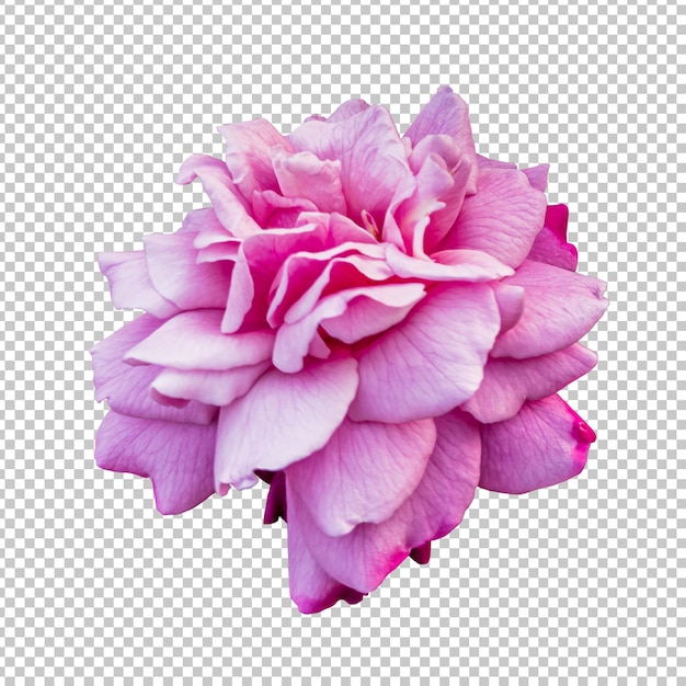 PSD representación aislada de la flor rosa rosada